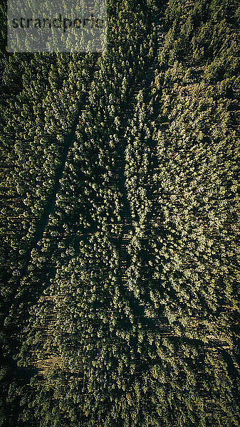 Luftaufnahme eines Kiefernwaldes