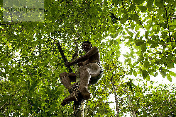 Ein Oro-Win-Mann steigt eine Rebe aus dem Blätterdach herab  nachdem er Genipa-Früchte geborgen hat  Amazonasbecken  Brasilien.