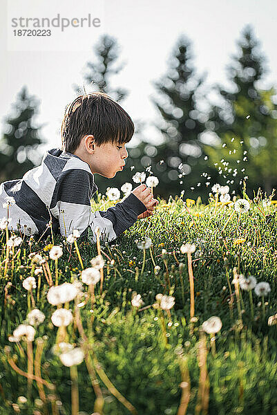 Kleiner Junge liegt auf dem Gras und bläst Samen von einer Löwenzahnblüte.