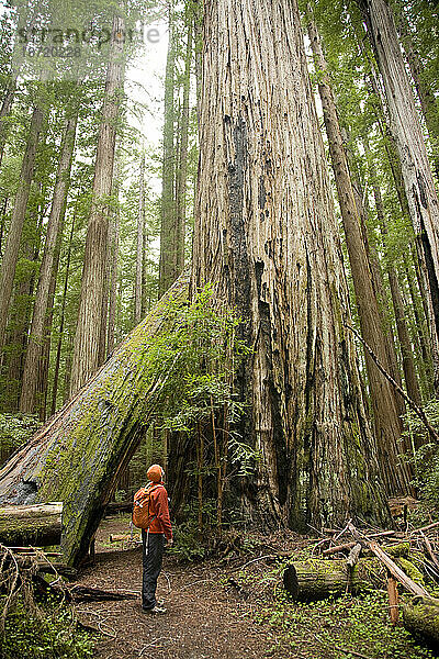 Junger Mann beim Wandern im Humboldt Redwoods State Park  Kalifornien