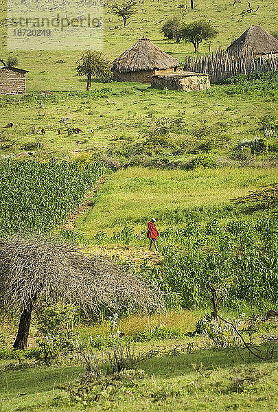 Ein Massai-Mann kümmert sich um seine Ernte in den Loita Hills in Kenia.