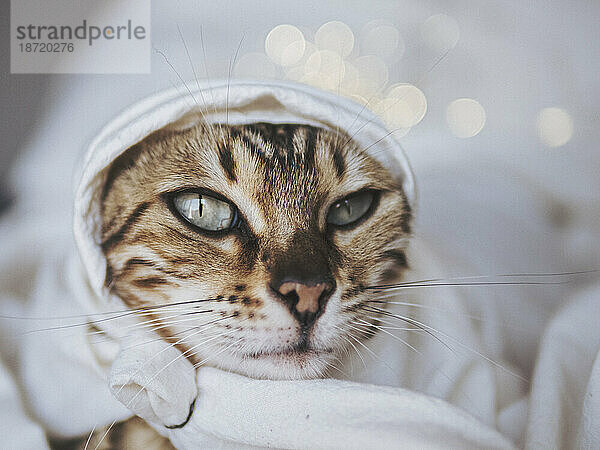 Porträt einer getigerten Katze mit Licht-Bokeh