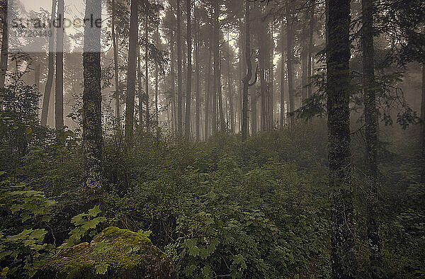Mystischer Hochgebirgswald  der bei Sonnenuntergang in Nebel gehüllt ist