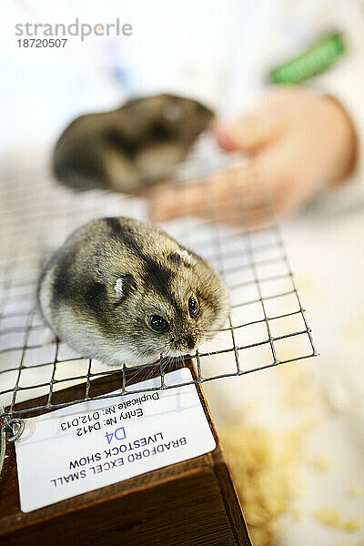 Zwei Zwerghamster (Normaler Winterweißer Zwerg  weiblich) laufen auf einem Gitter umher  bevor sie am 2. Januar auf der Bradford Excel Small Animal Show in Harrogate  North Yorkshire  England  beurteilt werden