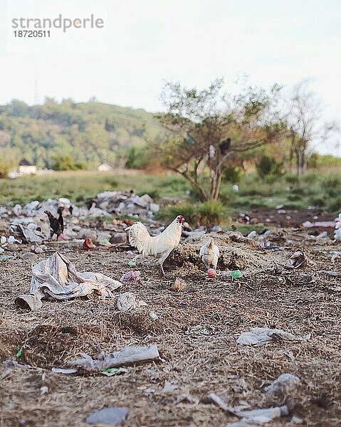 Hühner auf einer Mülldeponie