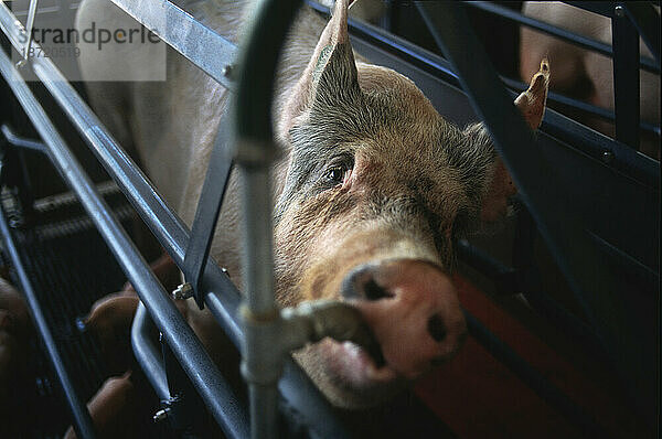 Schweinemutter wird in einem kleinen Metallstall eingesperrt  was auf Probleme und Bedenken in der Schweinehaltung im großen Maßstab zurückzuführen ist.