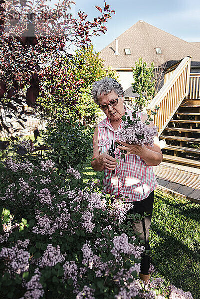 Ältere Frau schneidet Fliederblüten von blühendem Fliederstrauch im Garten ab.