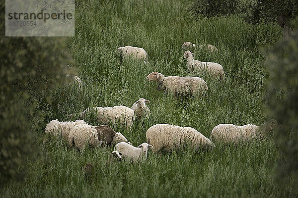 Schafe grasen auf einem Feld in der Nähe des Dorfes Prado del Rey  Provinz Cádiz  Andalusien  Spanien.