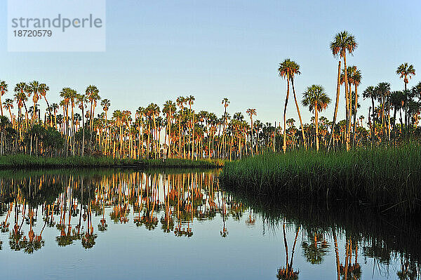 Palmen säumen die Küste des Weeki Wachee River im frühen Morgenlicht  Spring Hill  Florida