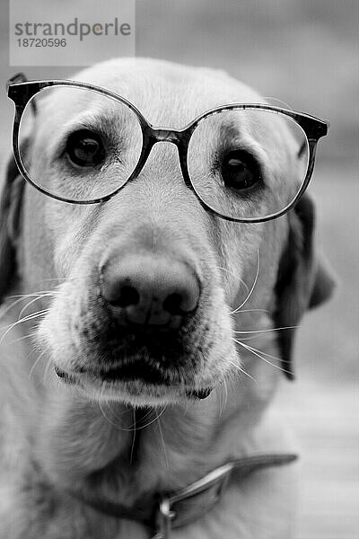 Ein Hund mit Brille.