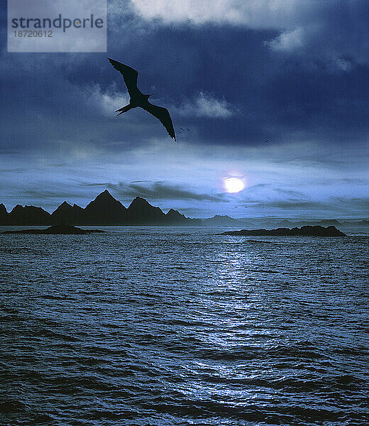 Mitternachtssonne über dem Meer  während ein silhouettierter Vogel über ihnen fliegt  Lofoten-Inseln