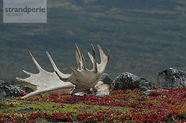 Schuppengeweihe von Elchen liegen in der Tundra im Katmai-Nationalpark  AK