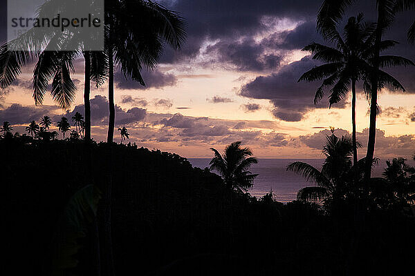 Silhouette tropischer Pflanzen während des rosa Sonnenaufgangs  Samoa