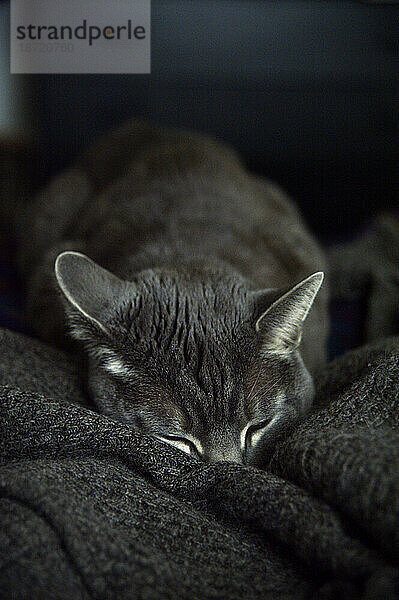 Eine Katze schläft auf einem grauen Wollpullover  Boulder  Colorado