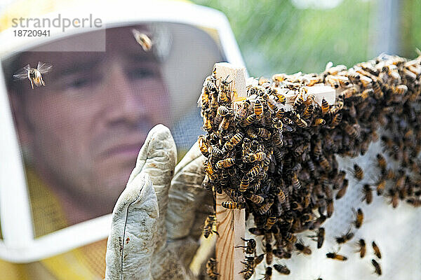 Häftling lernt Bienenhaltung.