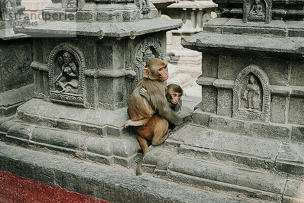 Affe hält Baby im religiösen Tempelbereich in Asien