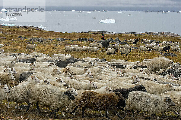 Zusammentreiben von Schlachtschafen in der Nähe von Inneruulalik  Grönland.