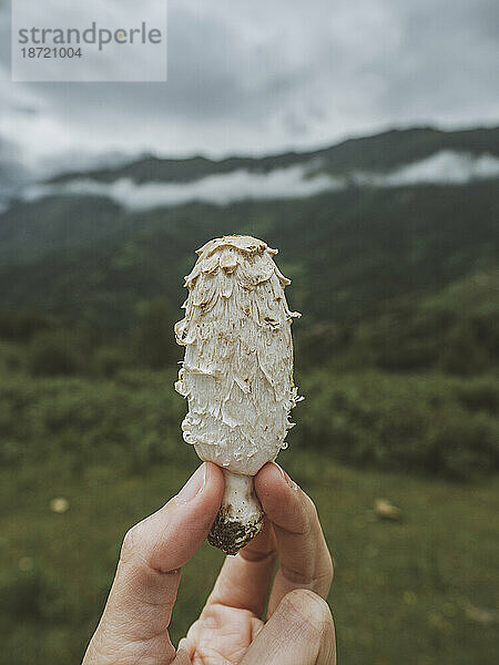 Die menschliche Hand zeigt einen geschlossenen Pilz auf dem Hintergrund der Berge