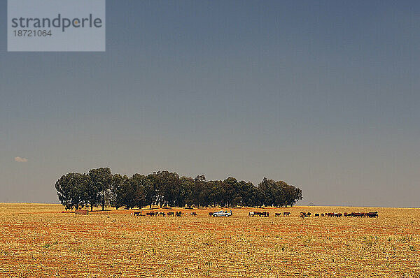 Kühe in der Nähe von Bäumen auf offenen Feldern in der Nähe von Kimberley  Nordkap  Südafrika