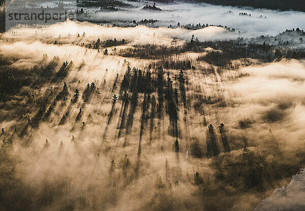 Bäume werfen Schatten im frühen Morgennebel  Sonnenaufgang  Maine
