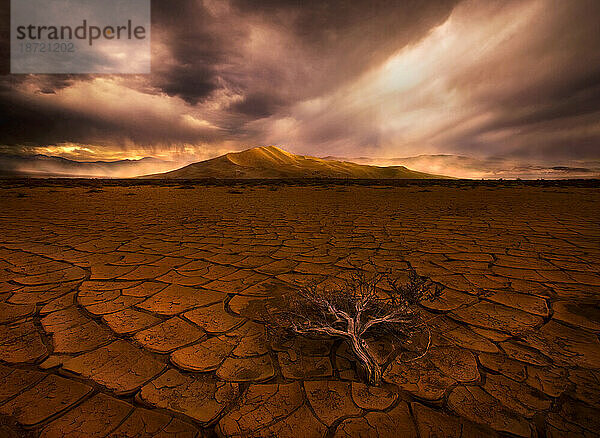 Ein einsamer Beifuß auf einer rissigen Wüstenebene mit Blick auf die Eureka-Dünen im Death Valley  während in der Ferne ein Sandsturm ausbricht  der das dramatische Licht des Sonnenuntergangs einfängt.