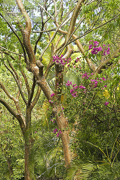 Tropische Waldpflanzen bieten eine farbenfrohe Kulisse für den Anse Chastanet Forest in der Nähe von Soufriere  St. Lucia