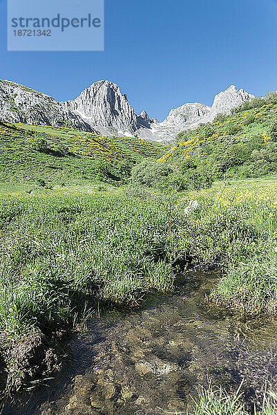 Blumige Landschaft mit Bergen im Hintergrund