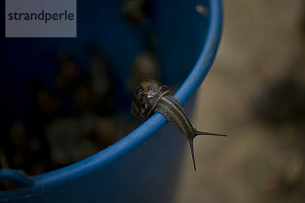 Eine wilde Schnecke kriecht aus einem Eimer in Prado del Rey  Provinz Cádiz  Andalusien  Spanien.