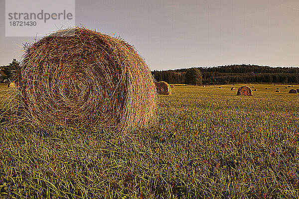 Aufgerollte Hagelkörner während der Erntesaison.