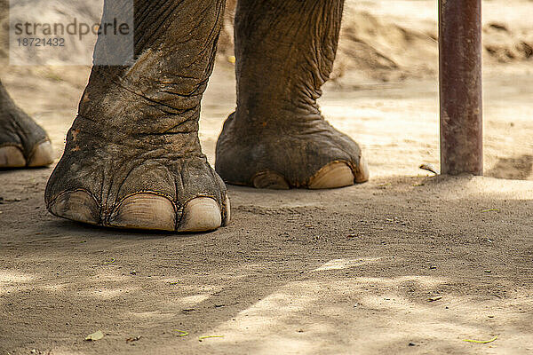 Elefantenfüße in einem örtlichen Elefantenrettungsschutzgebiet in Thailand