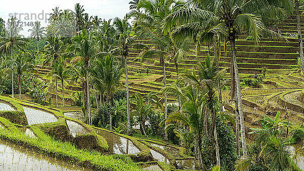Mischung aus Kokospalmen inmitten der Reisfelder