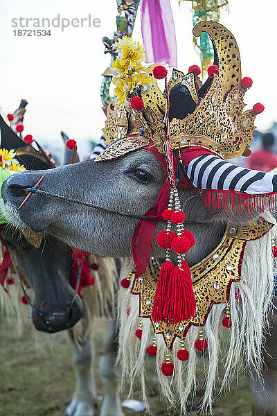 Bufalo-Rennen. Insel Bali. Indonesien.