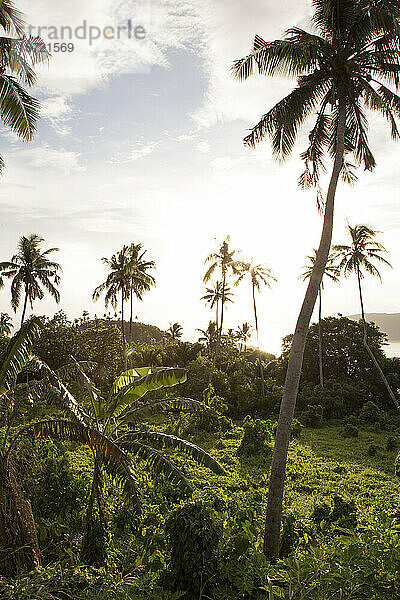 Palmen am Strand  während der goldenen Stunde  Samoa