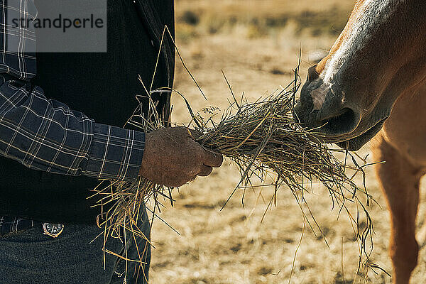 Rancher füttert Pferd mit Heustroh