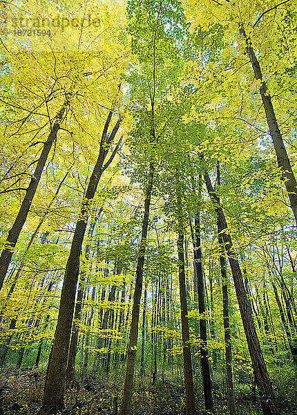 Sonnenlicht beleuchtet die grünen und gelben Blätter eines gemäßigten Laubwaldes im Frühherbst.