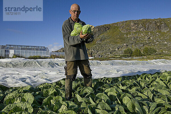 Ein Gärtner erntet Kohl an der landwirtschaftlichen Forschungsstation in Upernaviarsuk  Grönland.