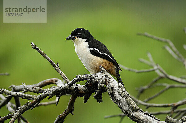 Südlicher Boubou (Laniarius ferrugineus)  Grootbos Private Nature Reserve  Fynbos Vegetation  in der Nähe von Gansbaai  Westkap  Süden