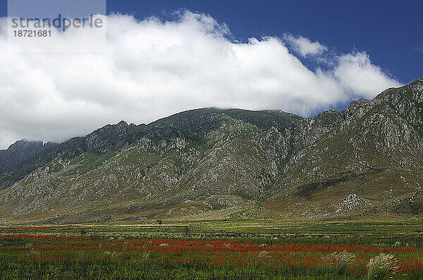 Blumen auf der Wiese mit Franshoekberg  im Hottentots Holland Nature Reserve  Westkap  Südafrika