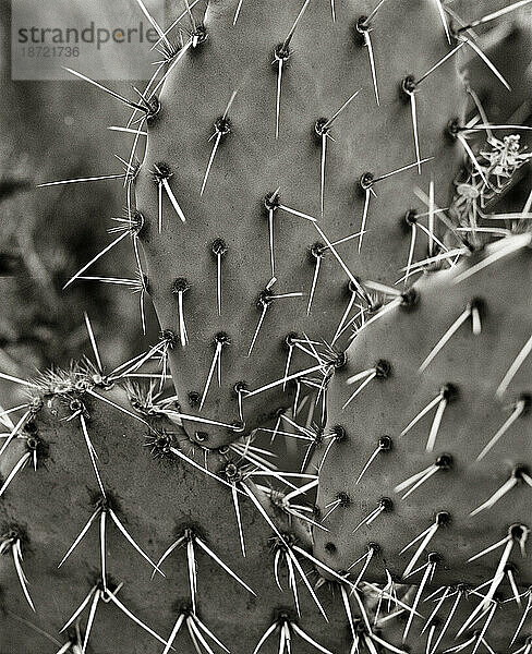 Der Feigenkaktus (Opuntia) ist in Nahaufnahme und anschaulich zu sehen