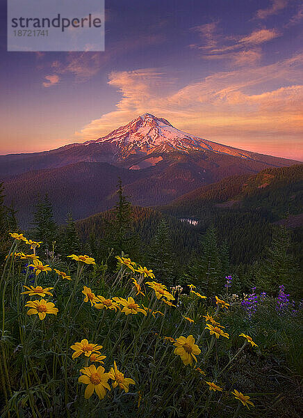 Wunderschöne Wildblumen ergänzen diesen Blick auf den Mount Hood in Oregon bei Sonnenuntergang.