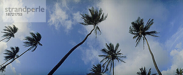Vom Boden aus gesehen ragen Palmen in den Himmel  Bahamas.