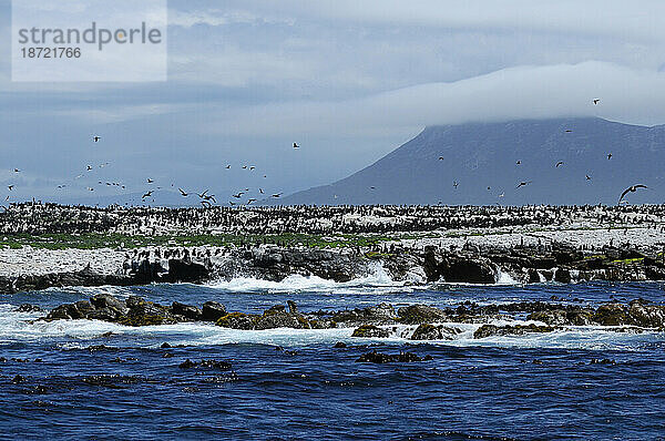 Afrikanischer Pinguin (Spheniscus demersus)  Dyer Island  Walker Bay  Gansbaai  Westkap  Südafrika