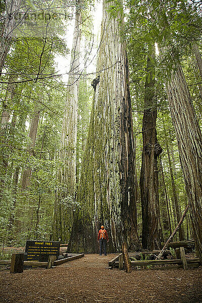 Junger Mann beim Wandern im Humboldt Redwoods State Park  Kalifornien