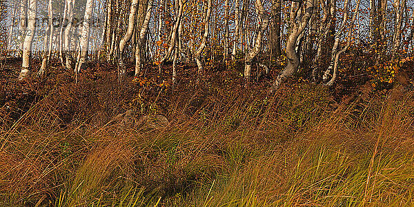 Gedrehte Weißbirke (Betula papyrifera) wächst am Ufer des Flagstaff Lake in Carrying Place Township im Westen von Maine.