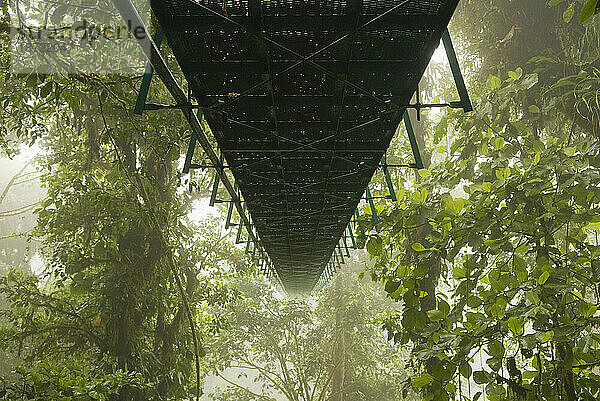 Eine Brücke im Nebelwald von Monteverde  Costa Rica.