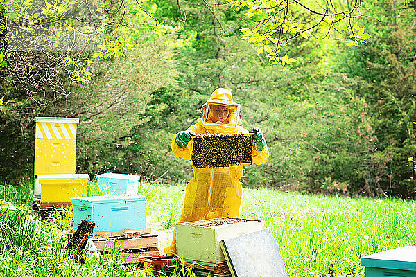 Junger Imker überprüft Rahmen und kümmert sich um Bienenstöcke.