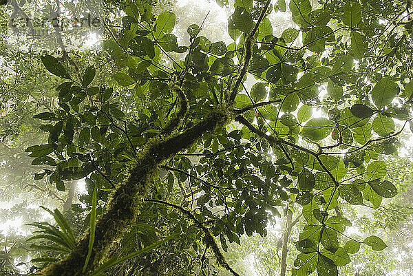 Blick auf das Blätterdach im Nebelwald von Monteverde  Costa Rica.