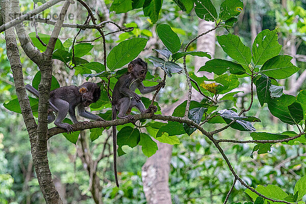 Affenbabys bereit für das nächste Abenteuer