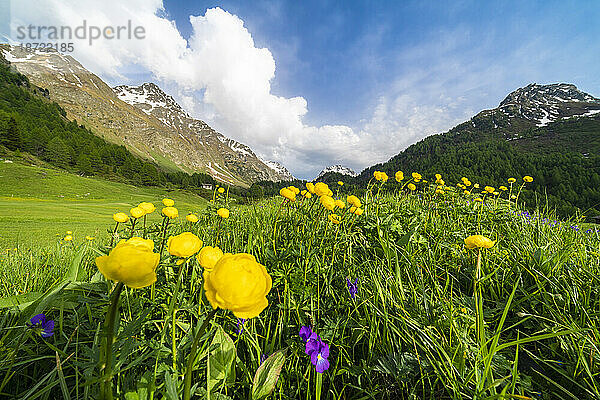 Blühende Felder mit gelben Butterblumen  Malojapass  Schweiz