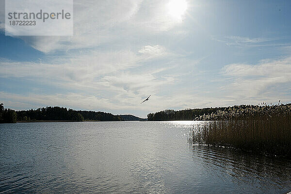 Vogel fliegt im blauen bewölkten Himmel über einem See